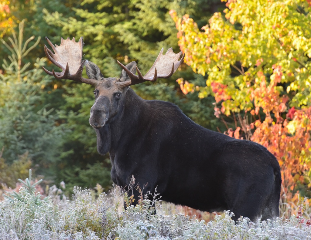 Maine Moose