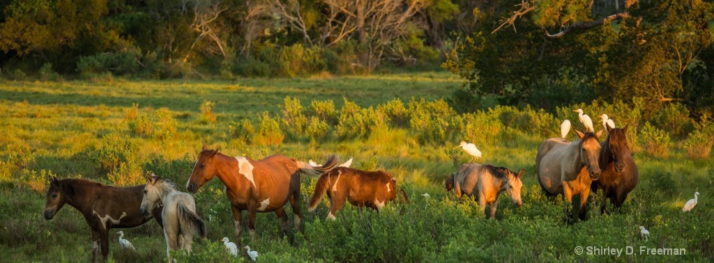 Wild Ponies of Chincoteague