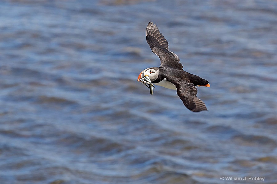Atlantic Puffin in flight with fish H2U1578 - ID: 15243374 © William J. Pohley