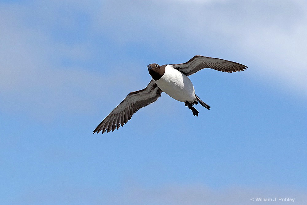  Spectacled Murre in flight H2U3010 - ID: 15243377 © William J. Pohley
