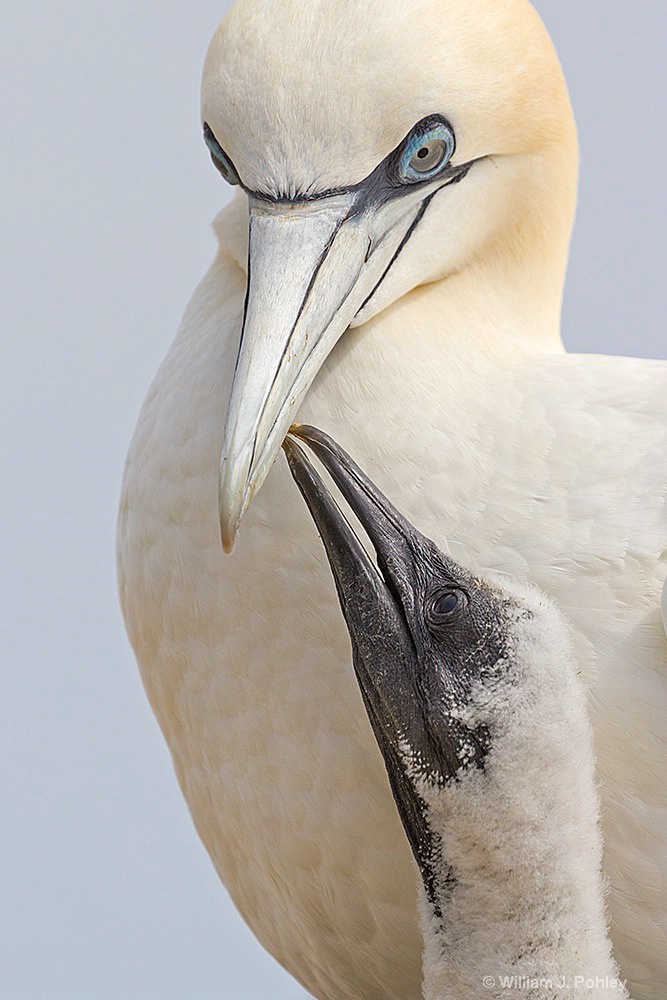 Northern Gannet and chick H2U7769  - ID: 15243676 © William J. Pohley