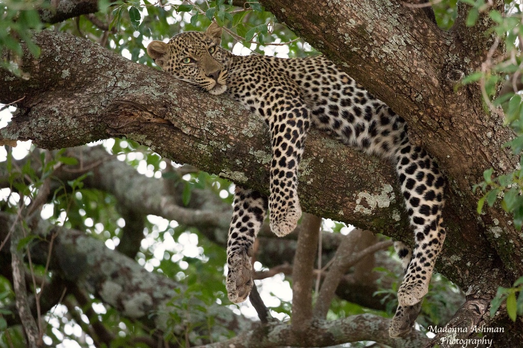 Africa-Leopard
