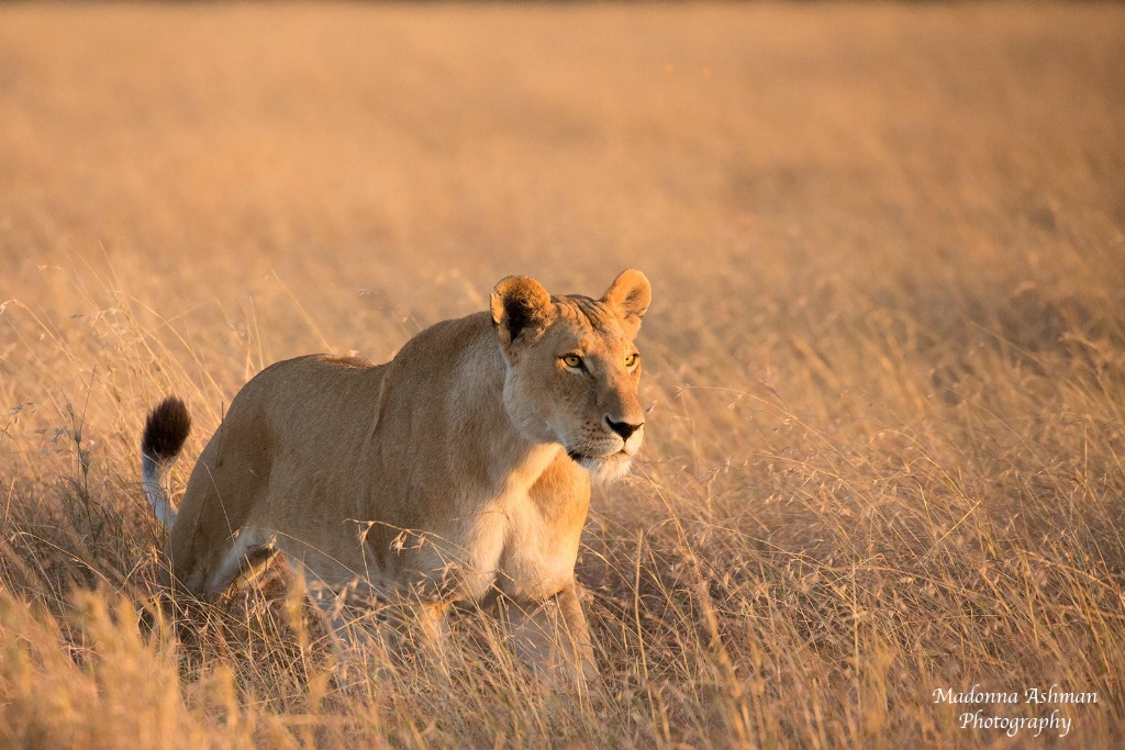 Lion-in-the-Field