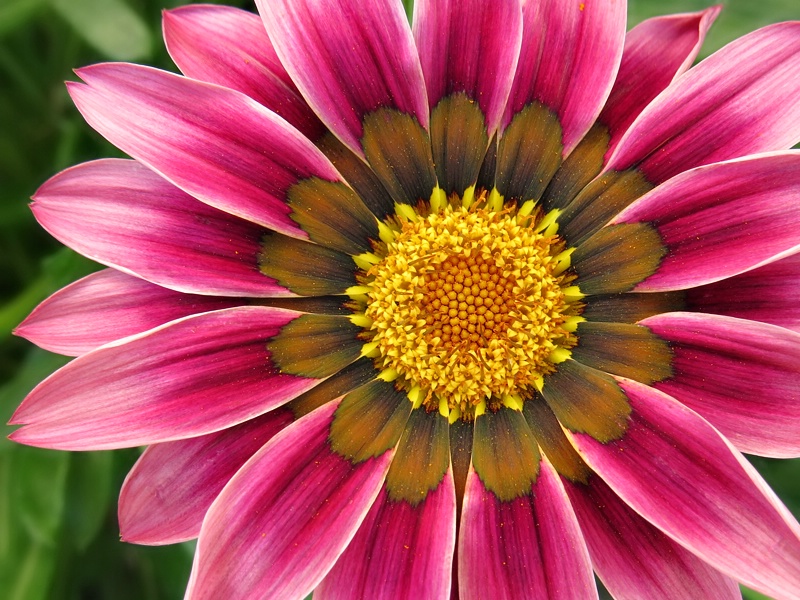 Gazania