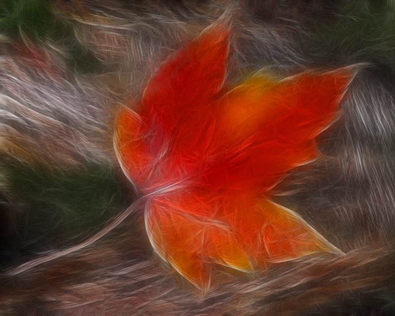 Maple Leaf in the Wind