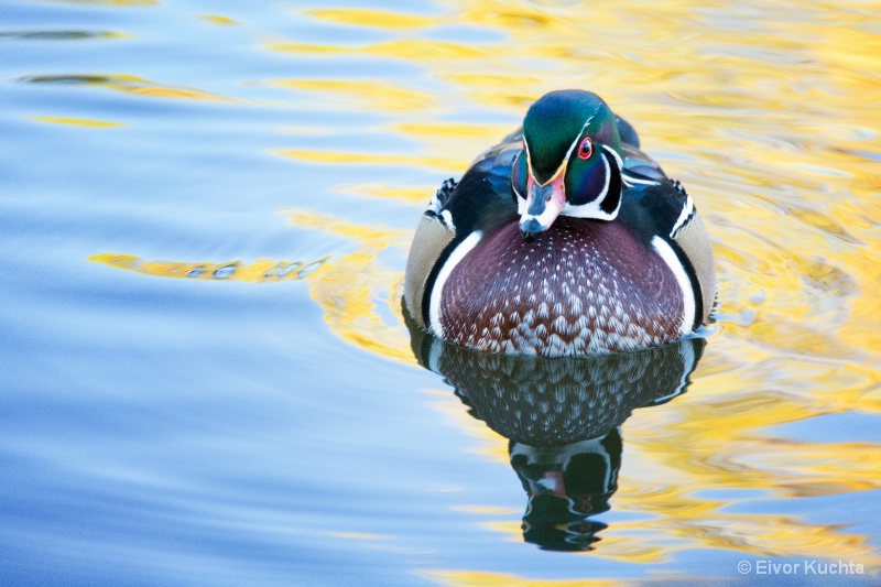Wood Duck in blue and yellow