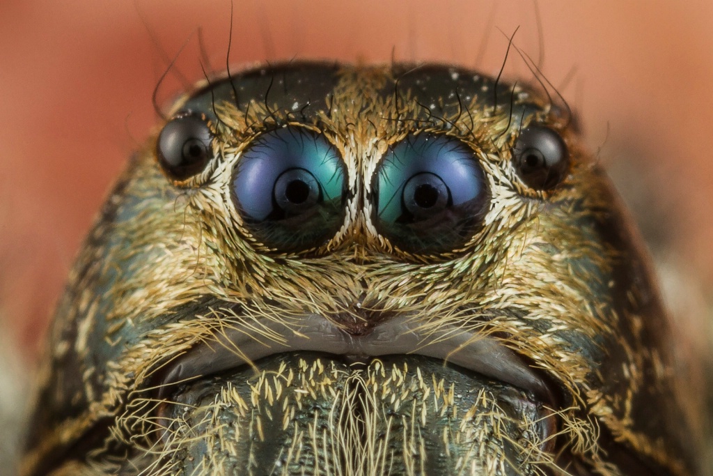 Jumping spider close-up