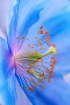 Bright and Blue