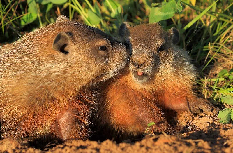 Woodchuck Love