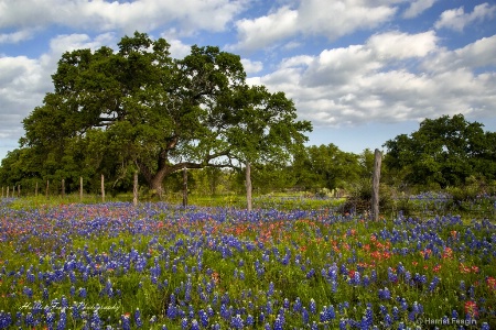 IMG 6111 1116 Iconic Hill Country Spring Vista