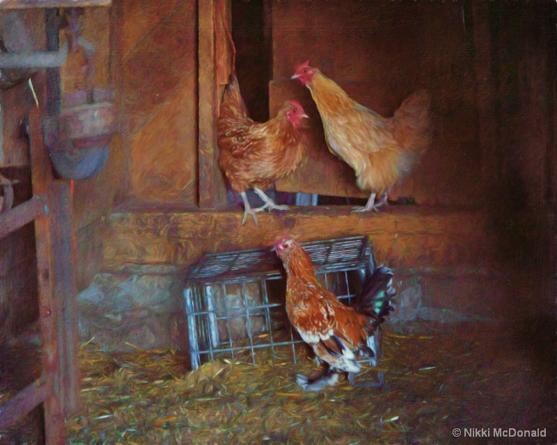 Three Hens in a Barn
