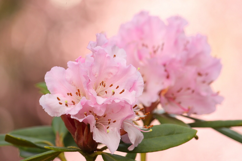 Dreamy rhododendron #2