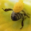 Bee Bottom