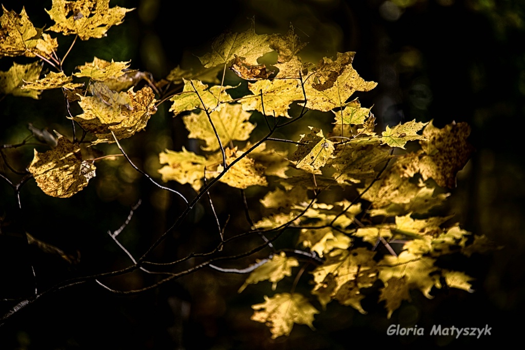 Yellow autumn leaves in New Hampshire - ID: 15248374 © Gloria Matyszyk