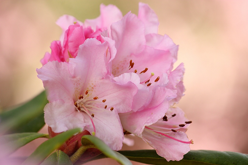 Dreamy rhododendron #3