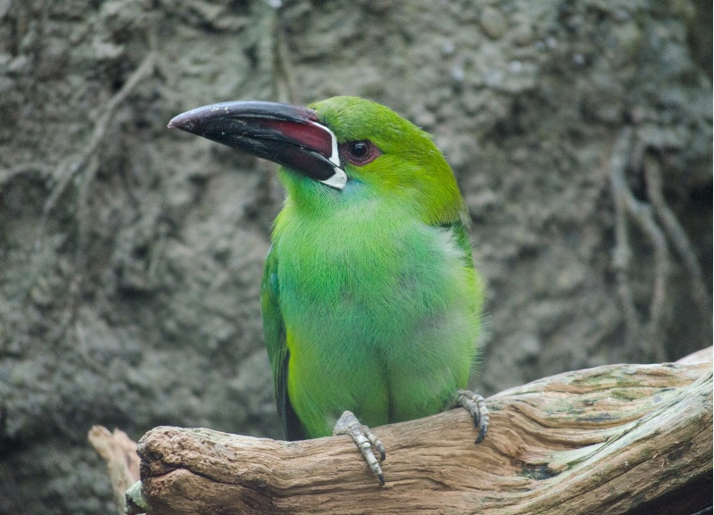 Feeling Green