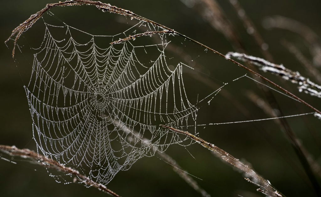 Spider Web with Dew