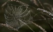 Spider Web with D...
