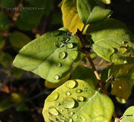 October Rain