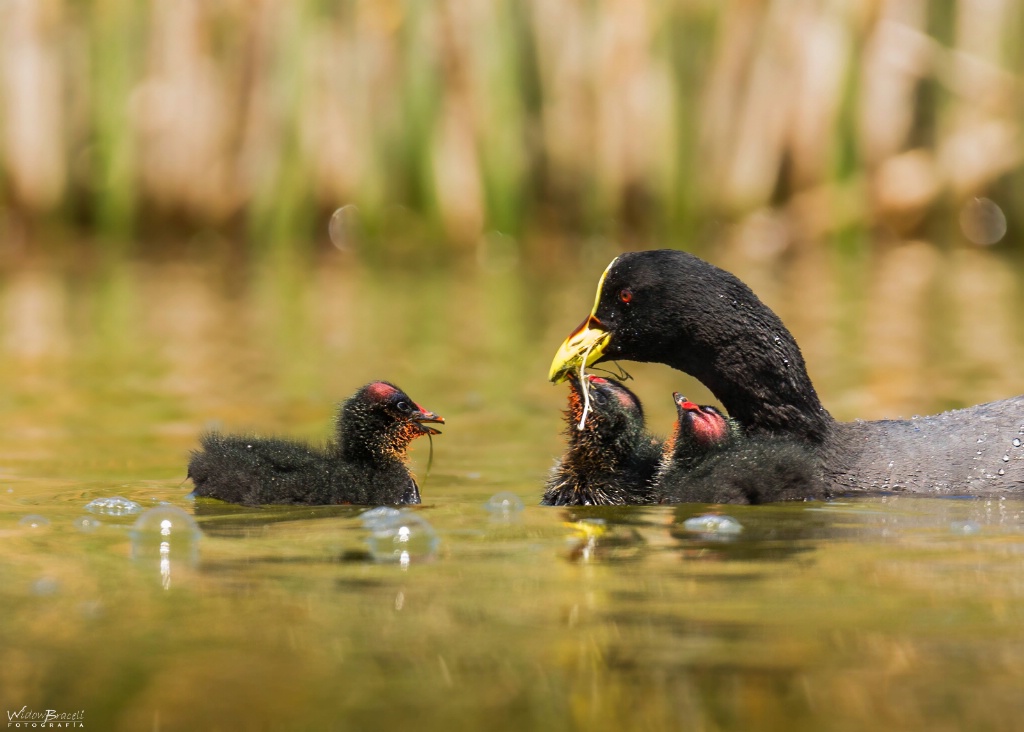 Mother - ID: 15249611 © Tomás Widow