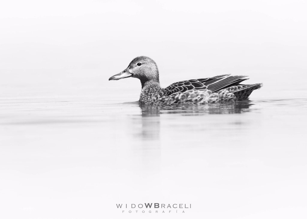 Colorada B&W - ID: 15249618 © Tomás Widow