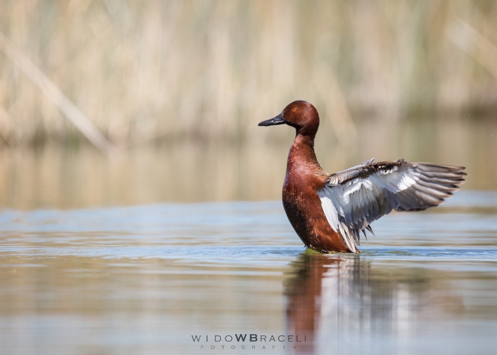 Struting - ID: 15249621 © Tomás Widow