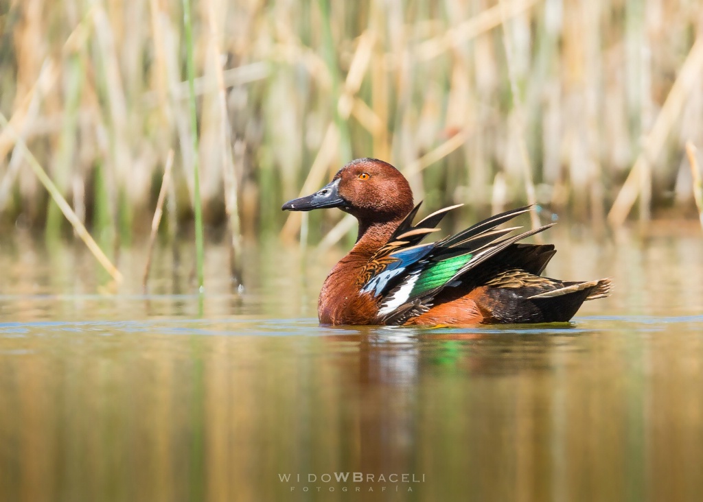 Coloreado - ID: 15249622 © Tomás Widow