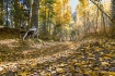 Fall Colors In A ...