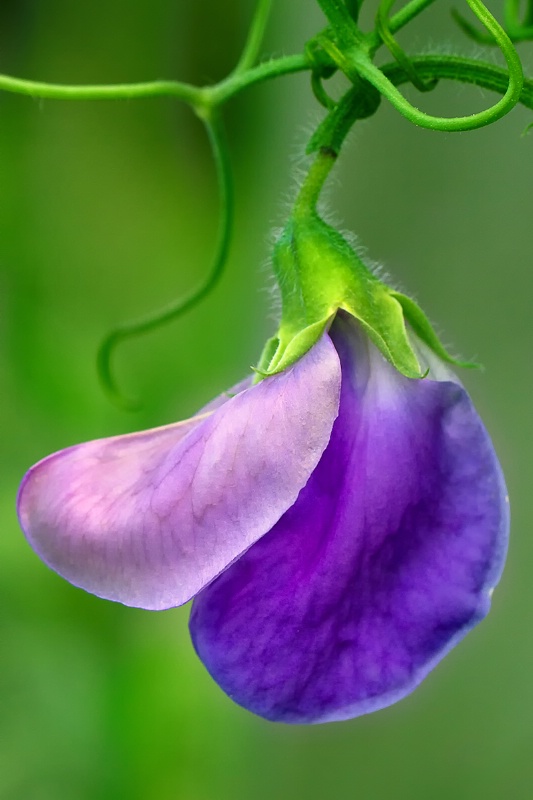Purple Pea