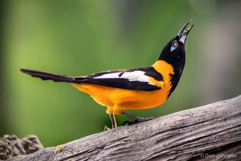 Venezuelan Troupial 9-25-16 120