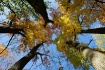 Tree Tops