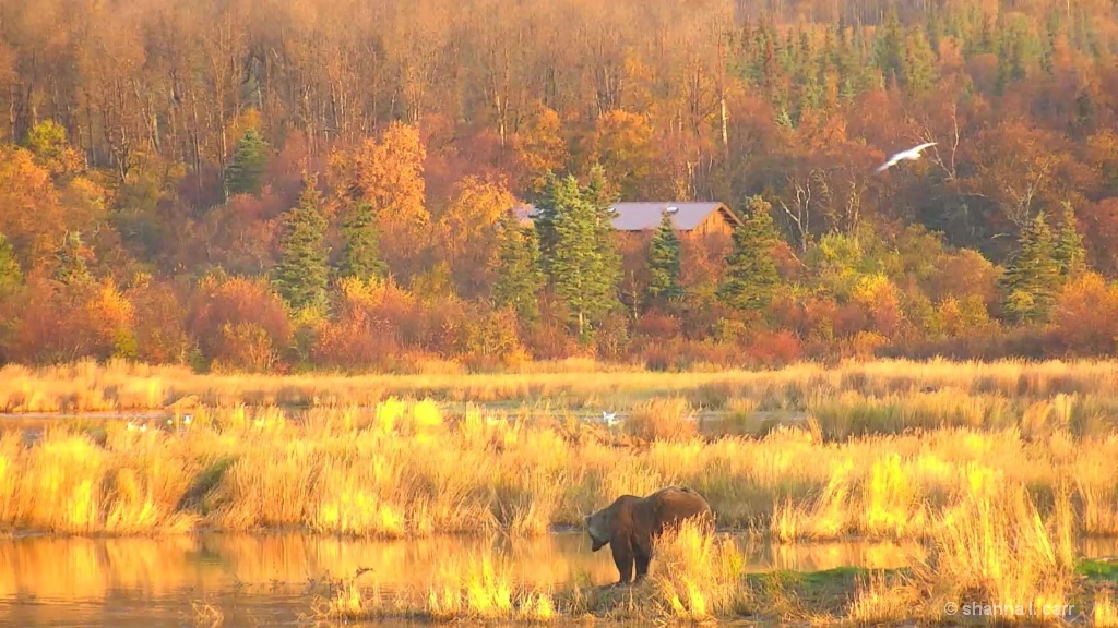 Golden day, cabin and bear.