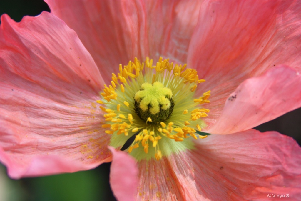 Poppy pollen