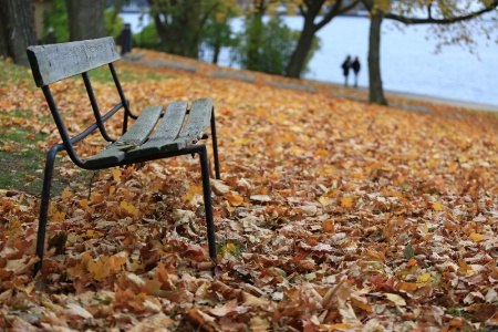 Damaged Bench, Fallen Leaves