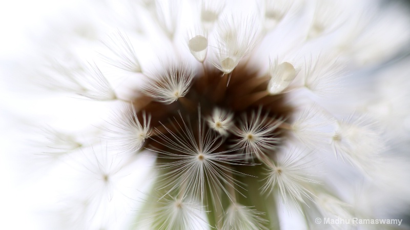 Dandelion