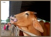 Crying cow