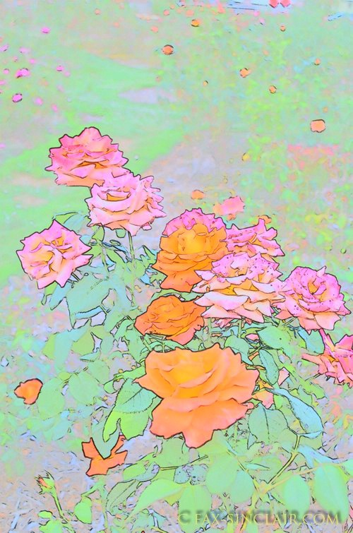 Rosescape 1  - ID: 15250993 © Fax Sinclair