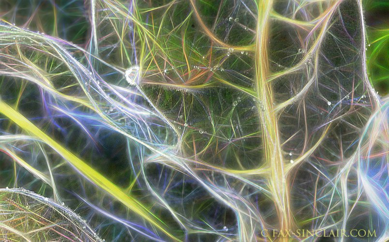 Plant Life detail  - ID: 15250999 © Fax Sinclair