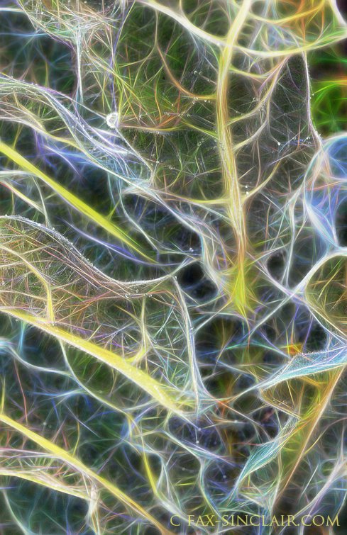 Plant Life - ID: 15251000 © Fax Sinclair