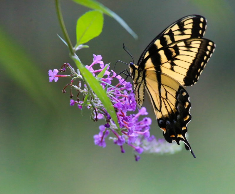 Tiger Swallowtail