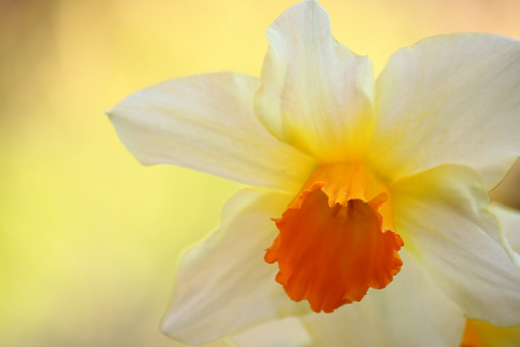 Daffodil over golden light