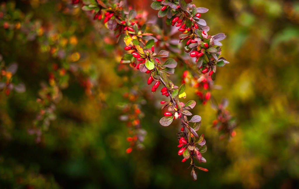 Red Berries