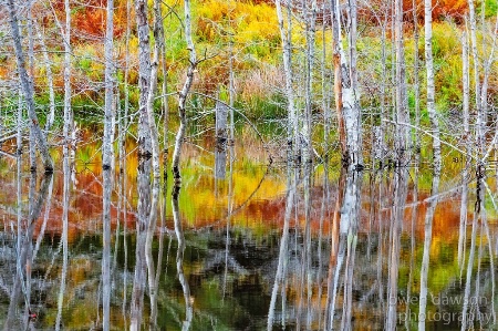 Beaver pond