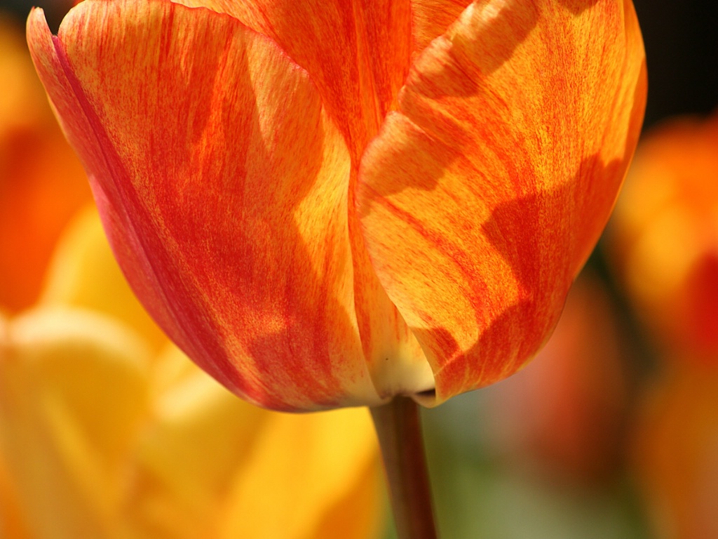 Orange tulip