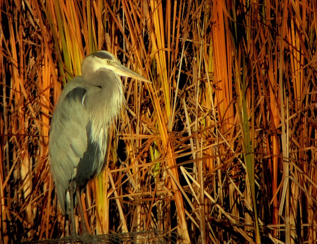 Heron in Fall