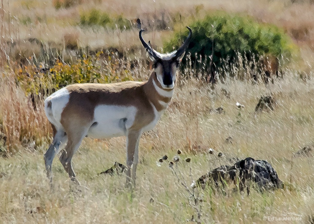 Pronghorn