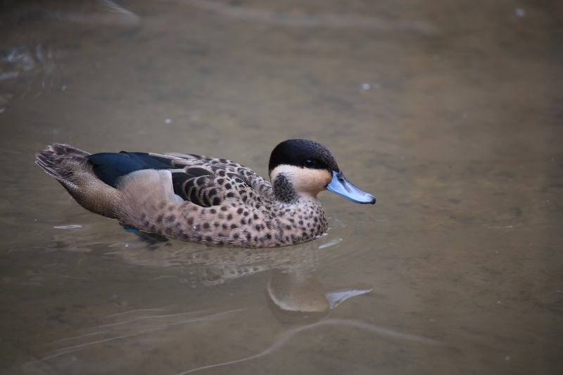 Hottentot Teal