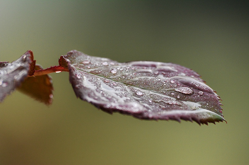 My share of rain