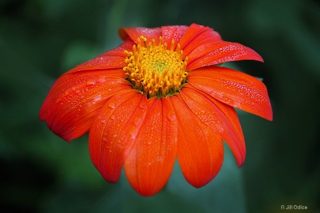 Tithonia ( Mexican Sunflower)