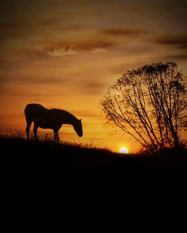 Southwestern Morning